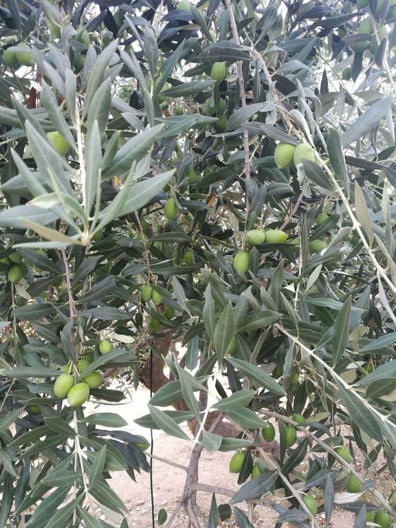 Elea Stone Houses In Organic Quiet Olive Grove, Prinos, Thassos Luaran gambar